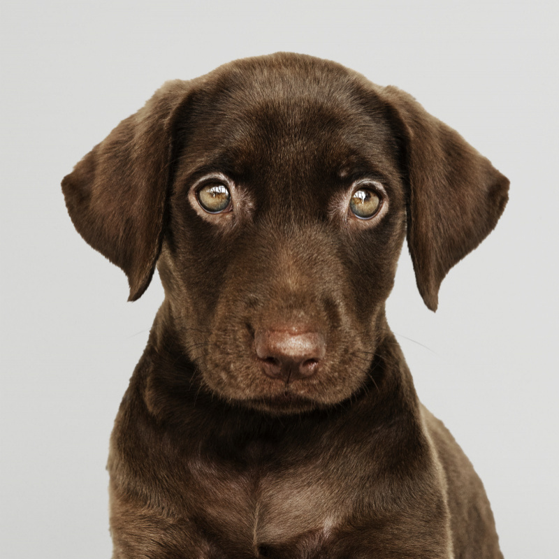 Pomáhame útulkáčom Pomáhame útulkáčom