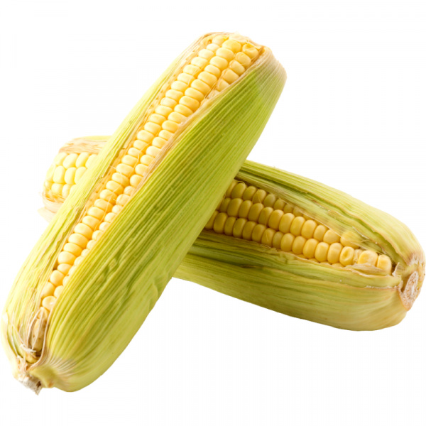 KUKURICA LAHÔDKOVÉ STRUKY