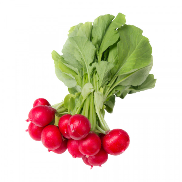REĎKOVKA ČERVENÁ